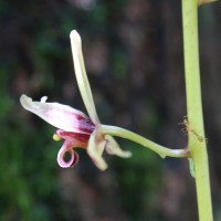 Cymbidium aloifolium (L.) Sw.